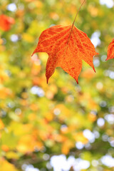 ユリノキ　背景素材