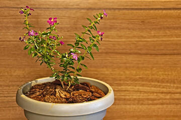 Cuphea gracilis Koehne de flor roxa em cascas de pinho