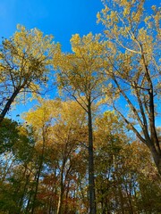 The beautiful trees in autumn, colorful foliage!