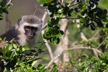 Vervet Monkey Amongst Green Leaves (Chlorocebus pygerythrus), Mossel Bay, South Africa