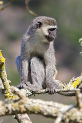 Vervet Monkey Sitting On Branch Looking Away (Chlorocebus pygerythrus), Mossel Bay, South Africa