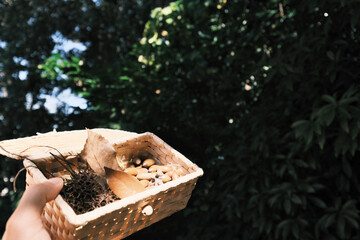 森と秋のバスケットを持つ人の手