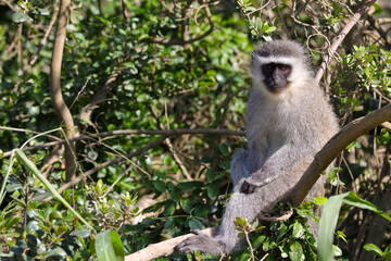 Vervet Monkey Sitting Relaxed In A Tree (Chlorocebus pygerythrus), Mossel Bay, South Africa