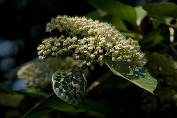 白くて小さな花のハクサンボク