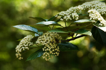 白くて小さな花のハクサンボク