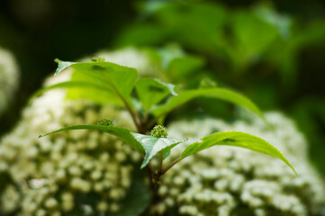 葉の上に花が咲き実をつける花筏