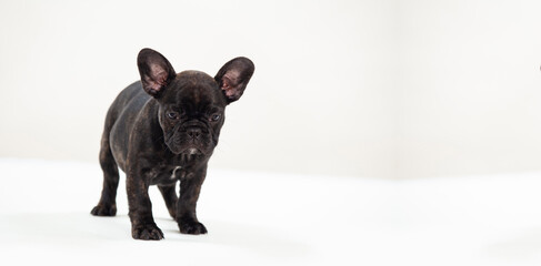 Lovely black french bulldog puppy - white background