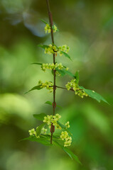 カミソリノキとも呼ばれるニシキギの花