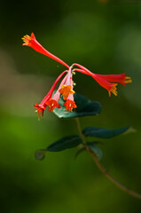 ラッパのような赤い花が特徴のツキヌキニンドウ