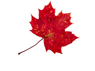 autumn maple leaves