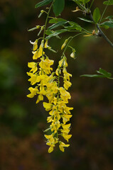 黄色い蝶形の花をたくさん垂れ下がるキバナフジ
