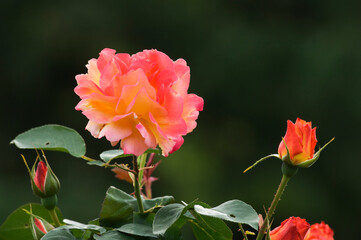 開花後に変色する愛と平和のシンボルのアンネのバラ