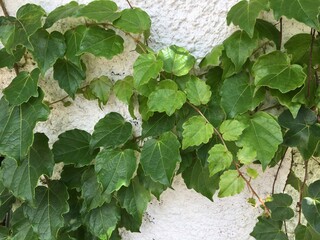 Trepadeira Hera no muro branco