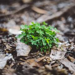 little leaves