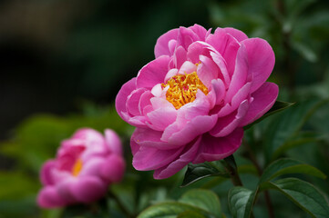 初夏にボタンに似た大型の花が咲くシャクヤク