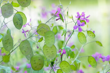 「月のような」という意味のラテン語が由来のルナリアの花