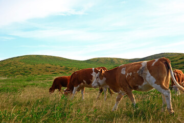 Fototapeta na wymiar The cattle are eating grass on the grassland