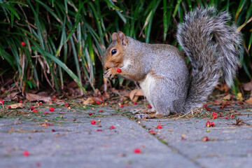 A furry Eastern gray squirrel (sciurus carolinensis) eating red berries in the fall