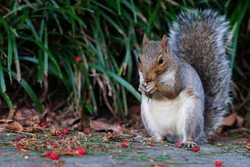 A furry Eastern gray squirrel (sciurus carolinensis) eating red berries in the fall