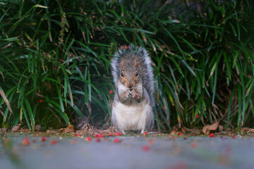 A furry Eastern gray squirrel (sciurus carolinensis) eating red berries in the fall