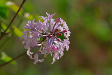 purple lilac bush flover closeup