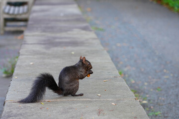 View of a black squirrel