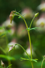 伸びた花がおだまきに似ているヤマオダマキ
