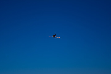 Flamenco volando en el Delta del Ebro