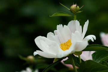 初夏にボタンに似た大型の花が咲くシャクヤク