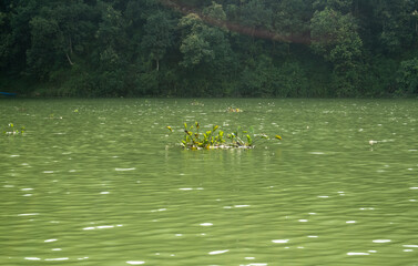 Light waves on the water surface of the lake with a bush of aquatic vegetation