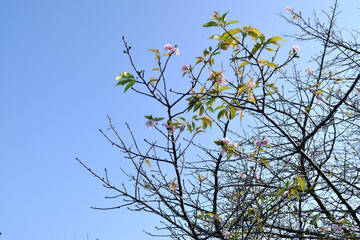 秋に勘違いをして花を咲かせた陽光桜