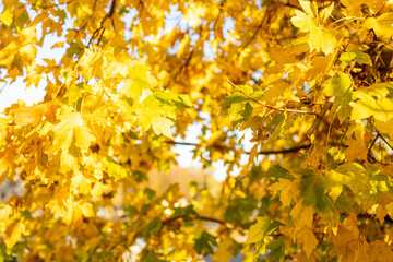 golden autumn outdoors background. autumn festival greeting card