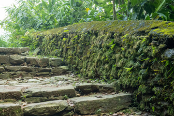 Mountain trekking trail with natural stone steps, passing through trees and walls overgrown with dense green moss