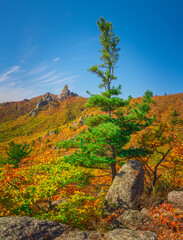 Golden autumn in the taiga mountains of the Primorsky territory of Russia