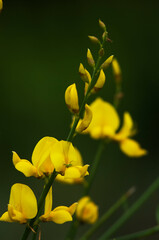 可愛い黄色い花が咲くレダマ