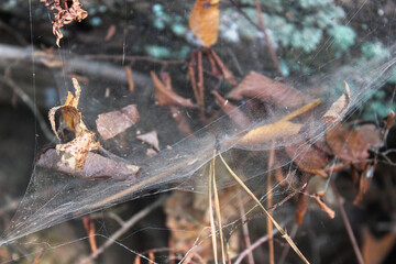 Spider's fall home