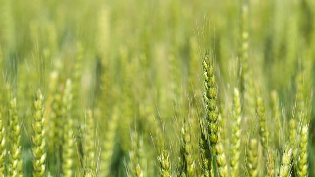 春の田園風景 風に揺れる麦の穂 クローズアップ