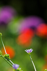 薄紫の花のつぼみと開花