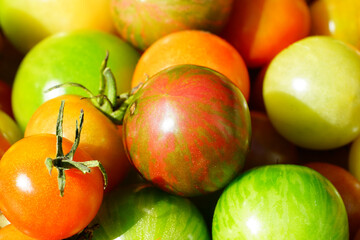 Tray of green and red cherry tomatoes just picked from the vegetable garden