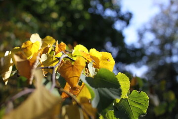 Zbliżenie na jesienne kolorowe liście