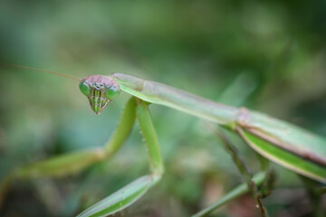 Praying Mantis
