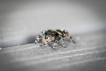 Jumping Spider