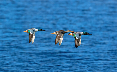Three Northern Shoveler ducks flying over a deep blue body of water.
