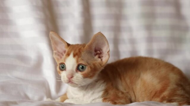 Funny Curious Young Red Ginger Devon Rex Kitten Sitting At Home Sofa. Short-haired Cat Of English Breed