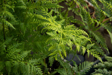 Exotic flora. Natural texture and pattern. Closeup view of Pteris tremula, also known as Australian brake fern, beautiful green fronds and foliage. 