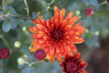 Orange Chrysanthemum