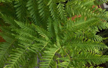 Fototapeta na wymiar Exotic flora. Natural texture and pattern. Closeup view of Pteris tremula, also known as Australian brake fern, beautiful green fronds and foliage. 