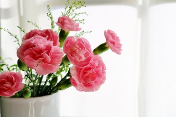 花　カーネーション　陽ざし