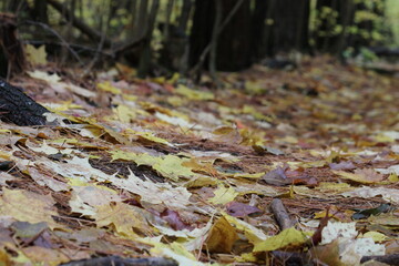 leaves on the ground