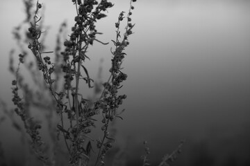 this shot turned out to be successful as I think